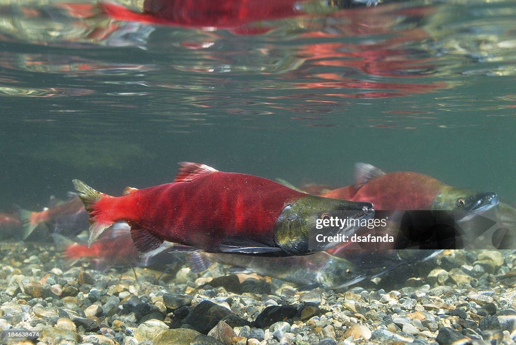 Kokanee-Lachse laichen