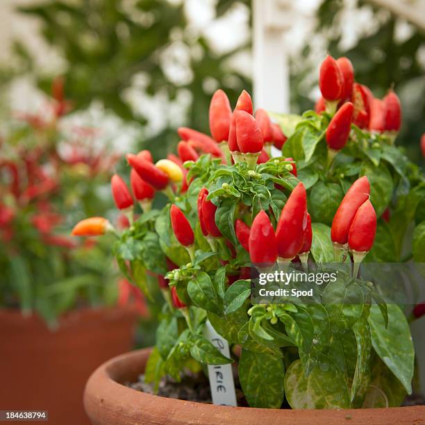 prairie fire chillies - chilli plant stock pictures, royalty-free photos & images