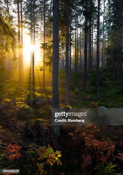 fall forest - sweden forest stock pictures, royalty-free photos & images