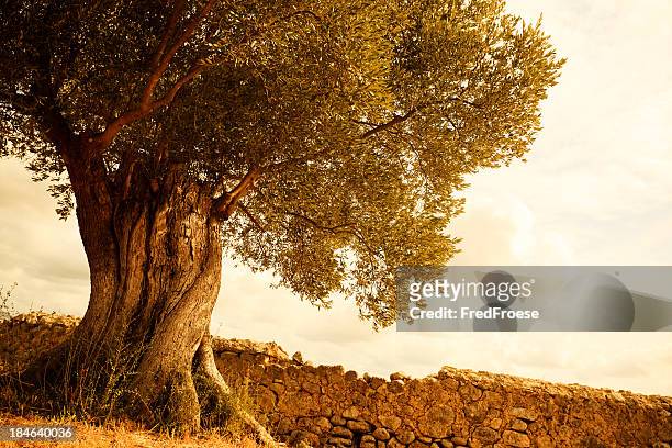 old olive tree - olijfboom stockfoto's en -beelden