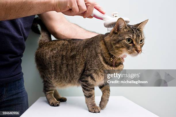 mann pflege eine katze mit einer bürste - tierbürste stock-fotos und bilder