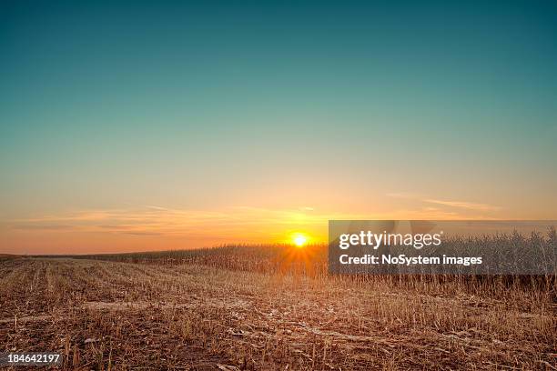 ロマンティックなサンセットをトウモロコシフィールド - images of corn harvest ストックフォトと画像