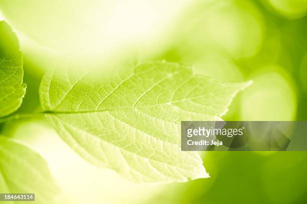 green leaves - soft green background stock pictures, royalty-free photos & images