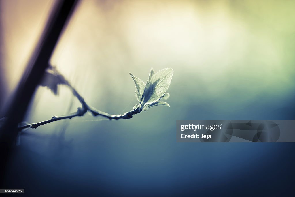 Branch with new leaves