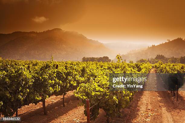 napa valley winery vineyard grapevines crop at sunrise in california - napa valley stockfoto's en -beelden