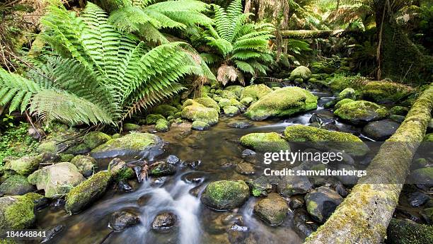 Trees Otway Ranges Otway Rain Forest National Park Photos and Premium High Res Pictures ...