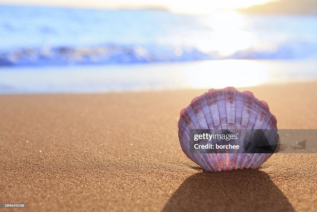 Shell On The Beach
