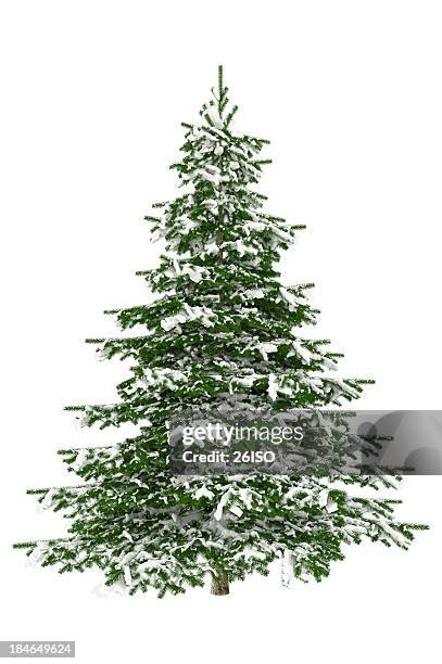 christmas tree isolated on white with snow (xxxl) - blizzard bildbanksfoton och bilder