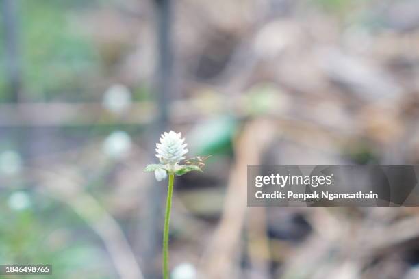 gomphrena weed gomphrena celosioides mart. white flower - abyssinica stock pictures, royalty-free photos & images