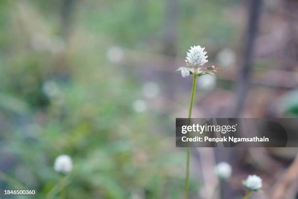 gomphrena weed gomphrena celosioides mart. white flower - abyssinica stock pictures, royalty-free photos & images