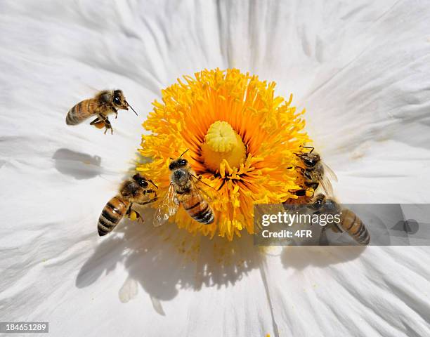 honig-bienen pollinating eine wilde blume (makro - bestäubung stock-fotos und bilder