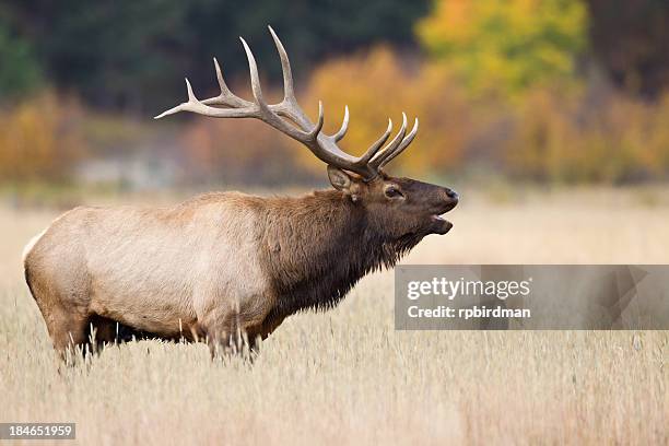 elk bugling - parende dieren stockfoto's en -beelden