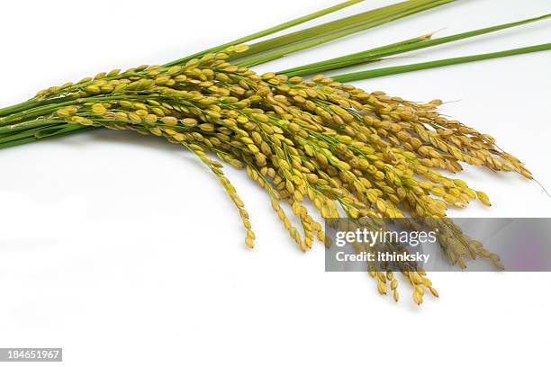 rice - rice production stock pictures, royalty-free photos & images