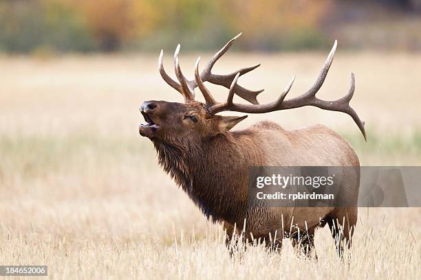 elk bramar - bramar fotografías e imágenes de stock