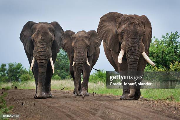 three big elephants on a dirt road - kruger national park stockfoto's en -beelden