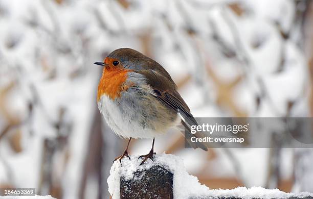 christmas holiday bird - fence birds stock pictures, royalty-free photos & images