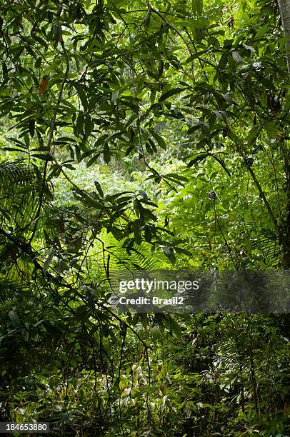 thick, lush and green amazon forest - amazon forest stockfoto's en -beelden