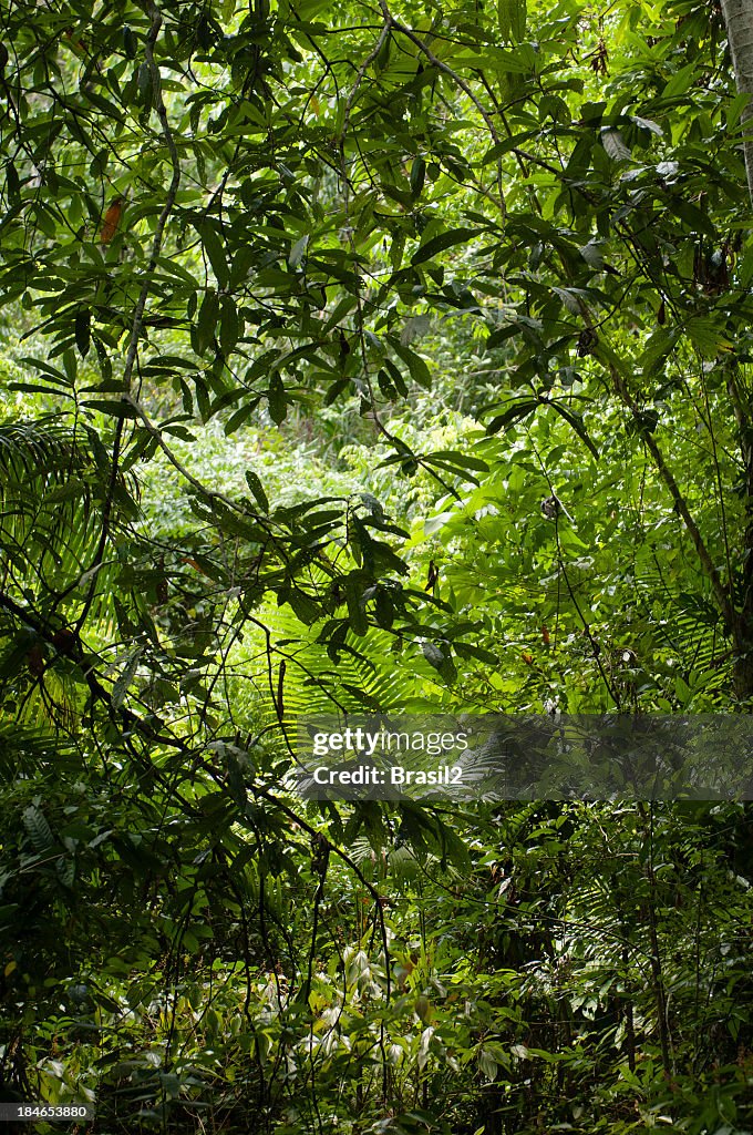 Thick, lush and green Amazon forest