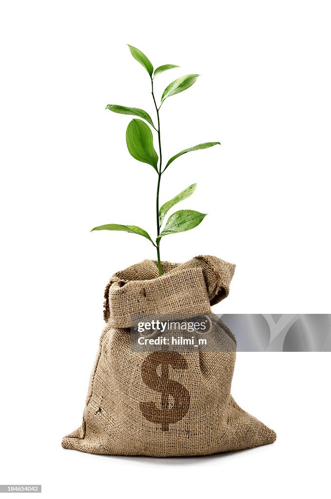 Money Tree/Money Bag With Dollar