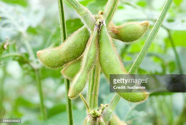 soybeans - soybean stock-fotos und bilder
