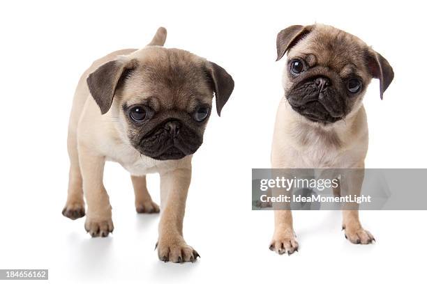 pug puppies on white background - pug stock pictures, royalty-free photos & images