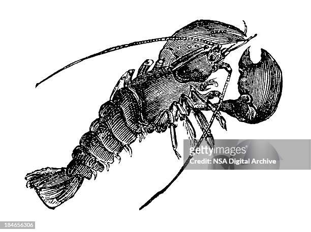 antique, black ink illustration of a crawfish - crustacean stock illustrations