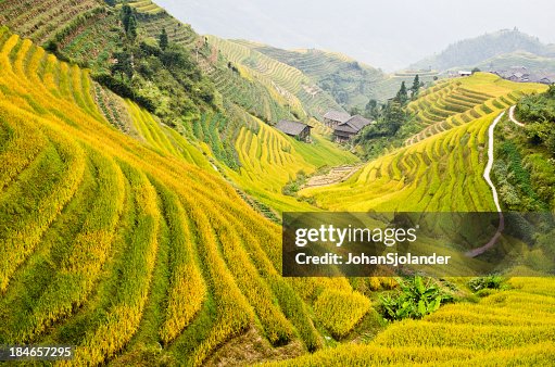 Wide shot of dragons backbone terraced rice fields Wide shot of dragons backbone terraced rice fields
