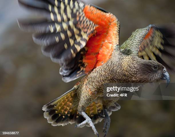 new zealand kea bird in flight (xxxl) - kea stock pictures, royalty-free photos & images