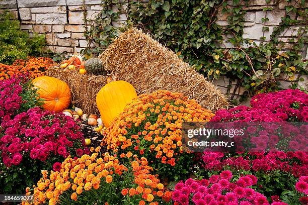 autumn bounty - chrysanthemum stock pictures, royalty-free photos & images