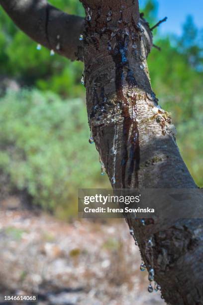 Mastic Color Tree 102 Mastic Trees Stock Photos, High-Res Pictures, and Images - Getty Images