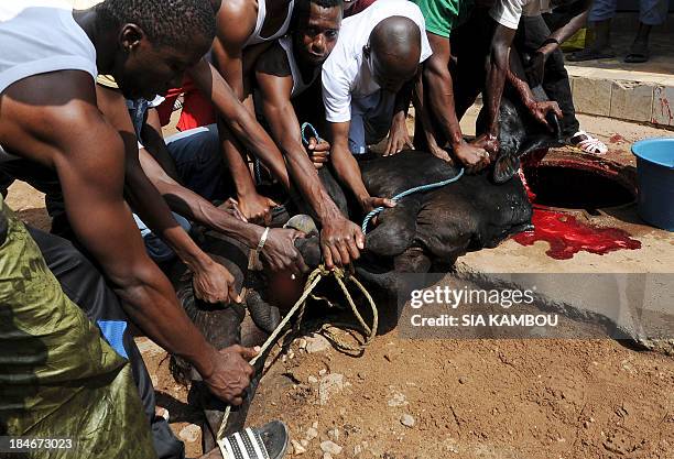 People immolate a steer after prayers as part of the Muslim Eid al-Adha holiday on October 15, 2013 in Abidjan's popular neighbourhood of Adjame. AFP...