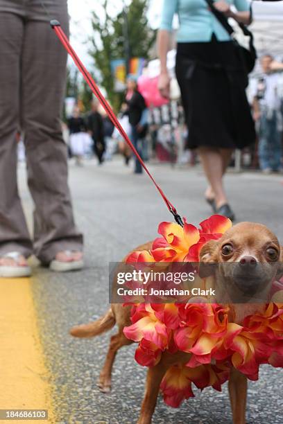 chihuahua dog with floral necklace and its owner - 人の脚 ストックフォトと画像