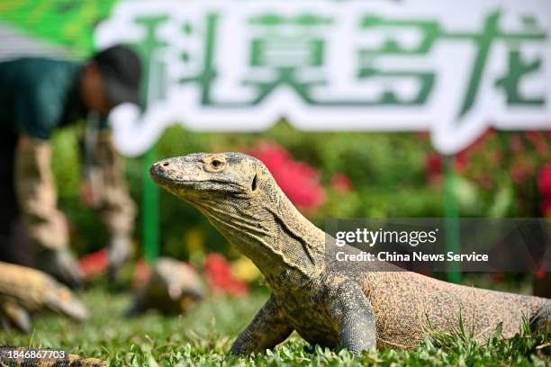 Captive-bred Komodo dragon cub makes its public appearance at Chimelong Safari Park on December 11, 2023 in Guangzhou, Guangdong Province of China.