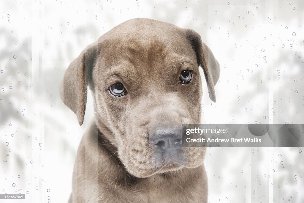 Pedigree Great Dane puppy with nose against window