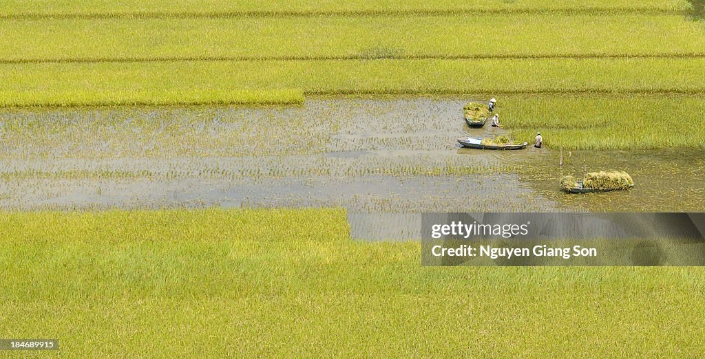 Harvesting
