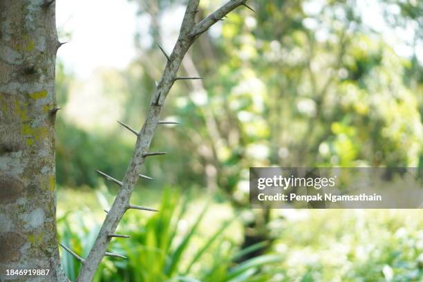 kaffir lime tree thorns - タイマツバナ ストックフォトと画像