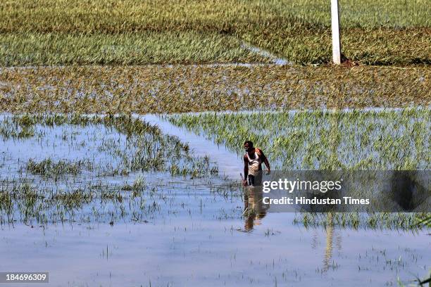 Farmer wade through a paddy field submerged in flood waters on October 15, 2013 in Balasore, India. Cyclone Phailin on Sunday left a trail of...