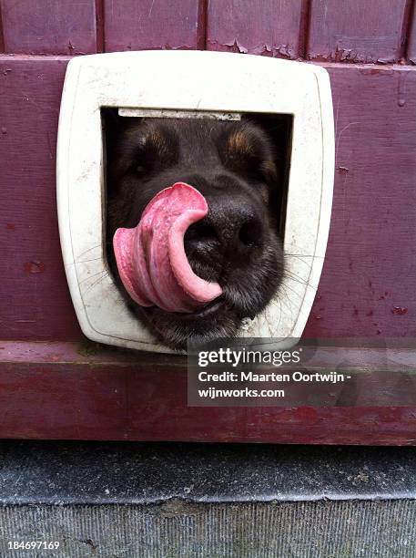 yummy - doggie door stock pictures, royalty-free photos & images