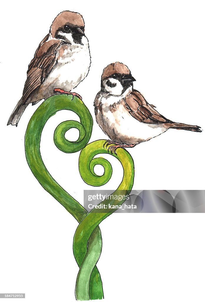 Two Sparrows watercolor illustration