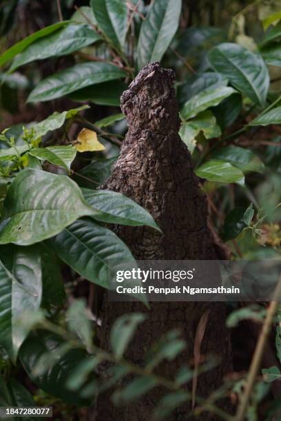 termite nest - termite mound stock pictures, royalty-free photos & images