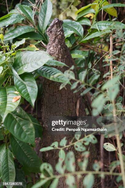 termite nest - ants in house stock pictures, royalty-free photos & images