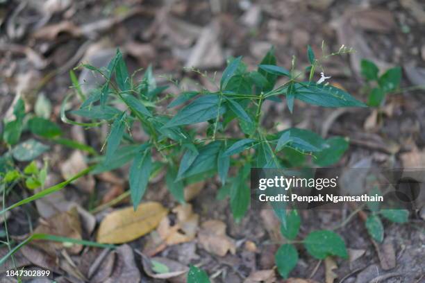 king of bitters scientific name andrographis paniculata burm, wall. ex nees, fah talai jhon, thai herbs relieve sore throat, reduce fever, heat up the cold green leaves vegetable nature protect coronavirus, covid-19 - cold sore stock pictures, royalty-free photos & images