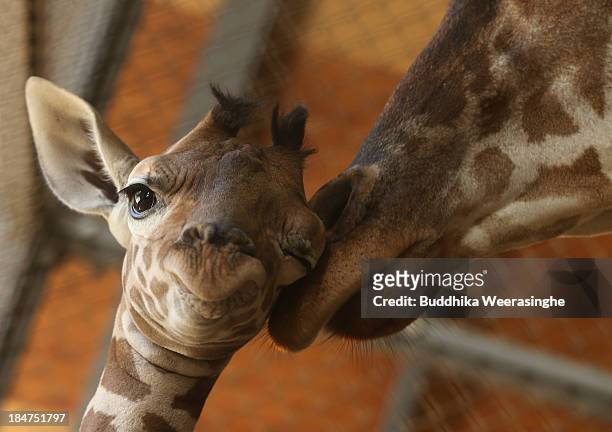 An eleven day old newborn giraffe calf stands beside his mother named Mimi in their enclosure at Himeji Central Park on October 16, 2013 in Himeji,...