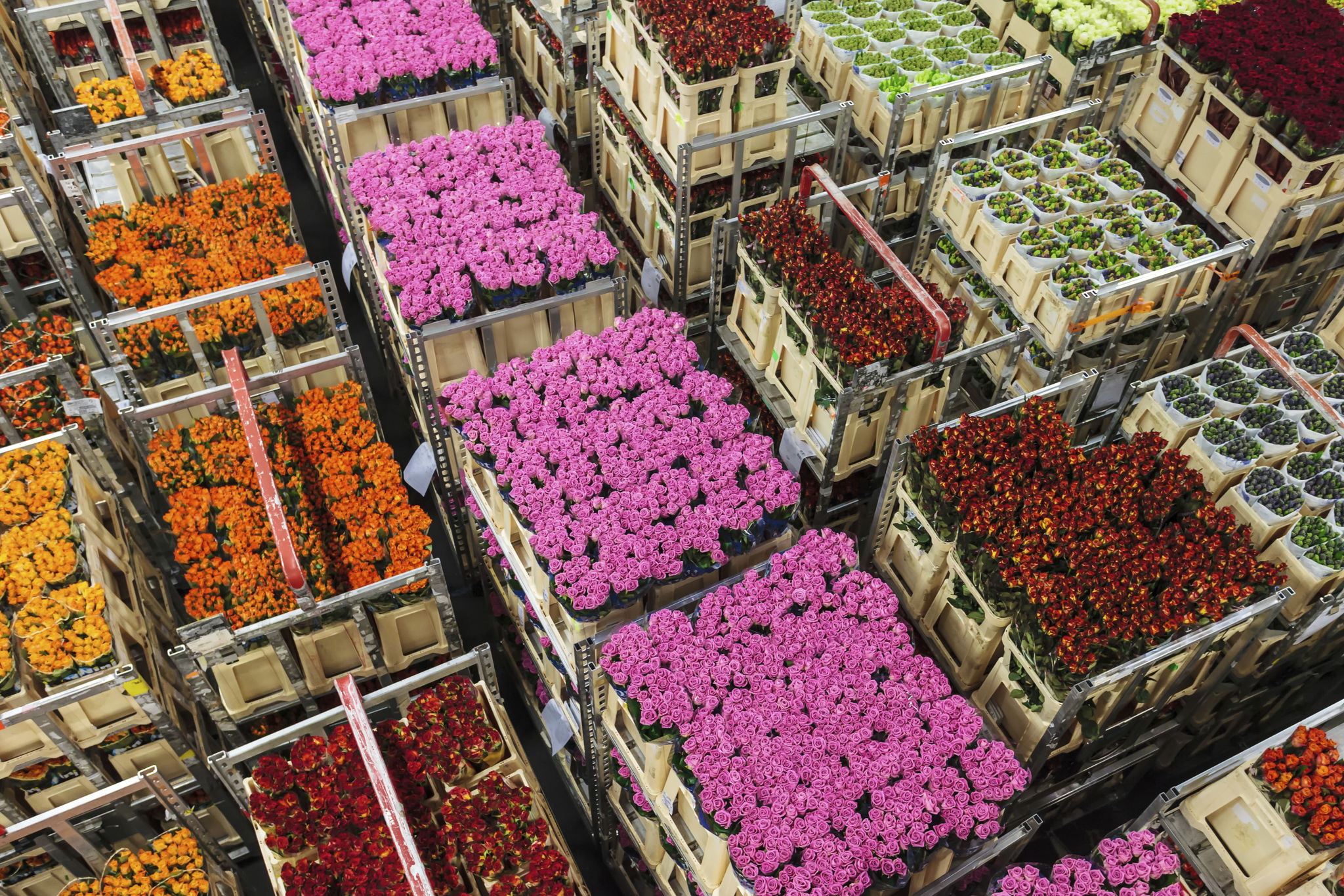 flower auction