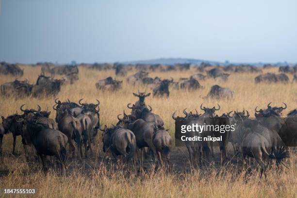 a large group of wildebeests in the savannah during the great migration in the serengeti plains - tanzania - blue wildebeest stock pictures, royalty-free photos & images