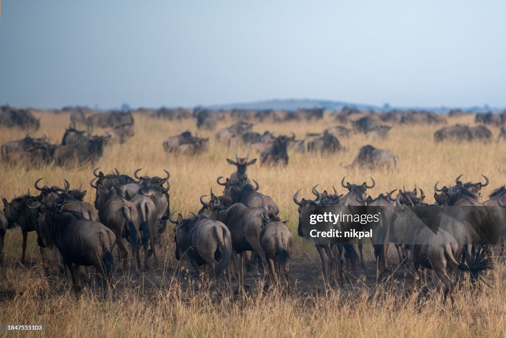 A large group of wildebeests in the savannah during the great migration in the Serengeti plains - Tanzania