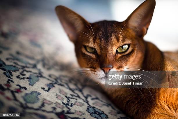 two-year-old rugby male abyssinian cat - abyssinian cat stock pictures, royalty-free photos & images