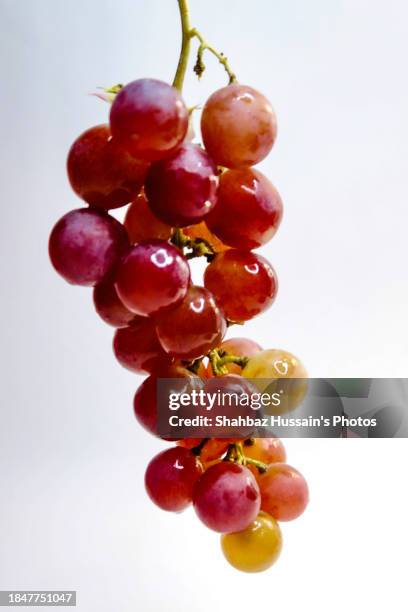 red grapes - red grapes stock-fotos und bilder