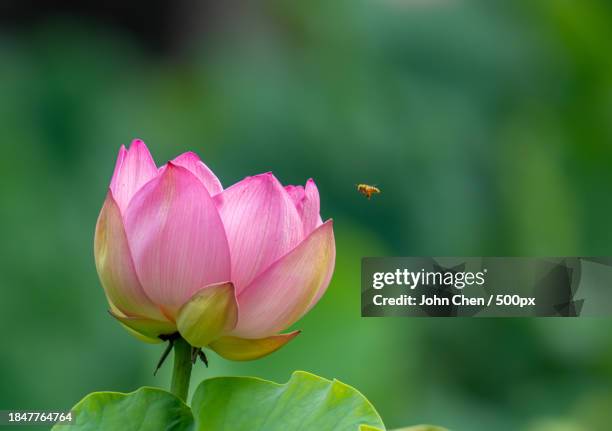 the lotus - 成都 stockfoto's en -beelden