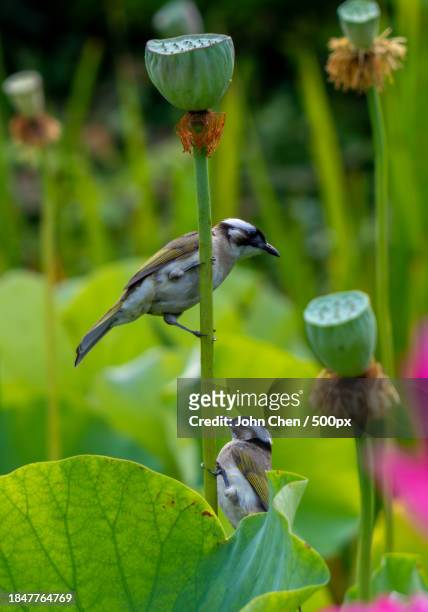 close-up of birds perching on plant - 成都 stockfoto's en -beelden